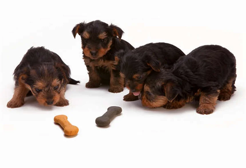 Arnés para perros braquicéfalos: La guía definitiva para elegir el mejor