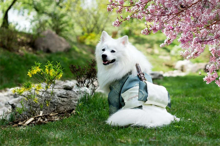 Arnés para perros braquicéfalos: La guía definitiva para elegir el mejor