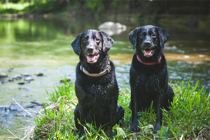 ¿Qué es la protección de recursos en perros? Soluciones prácticas