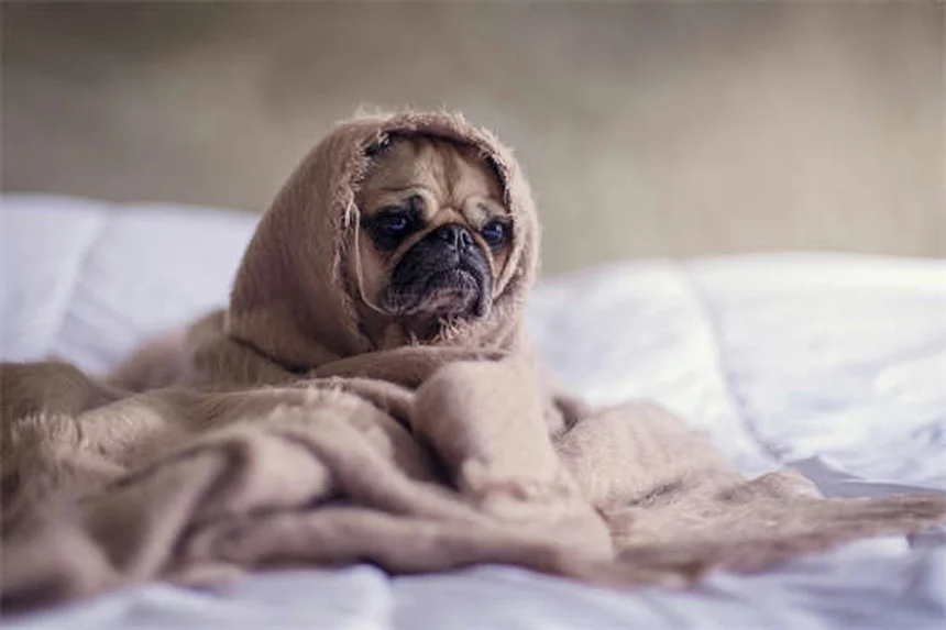 ¿Qué es la protección de recursos en perros? Soluciones prácticas