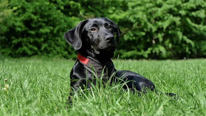 ¿Qué es la protección de recursos en perros? Soluciones prácticas