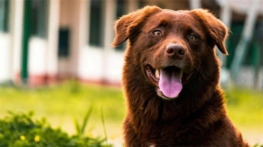 Vacunas esenciales para gatos outdoor: Guía completa 2024