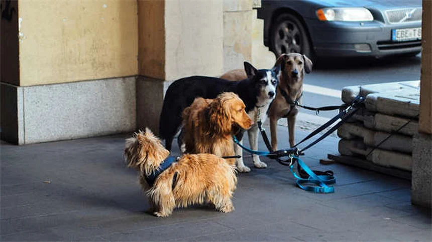 Vacunas esenciales para gatos outdoor: Guía completa 2024