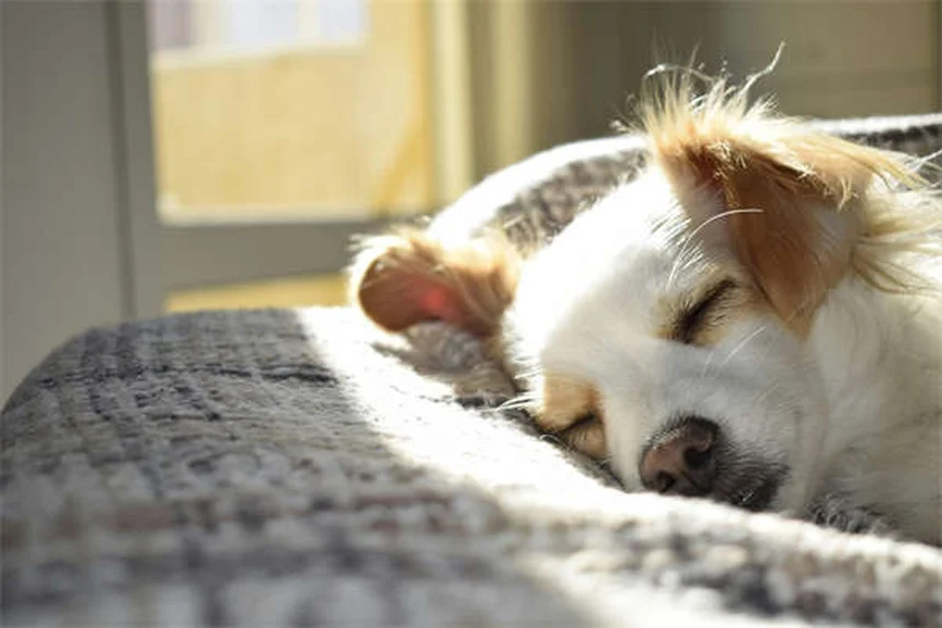Conejos Rex: Todo lo que necesitas saber sobre estas adorables mascotas