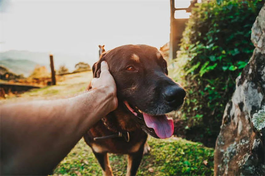 Conejos Rex: Todo lo que necesitas saber sobre estas adorables mascotas