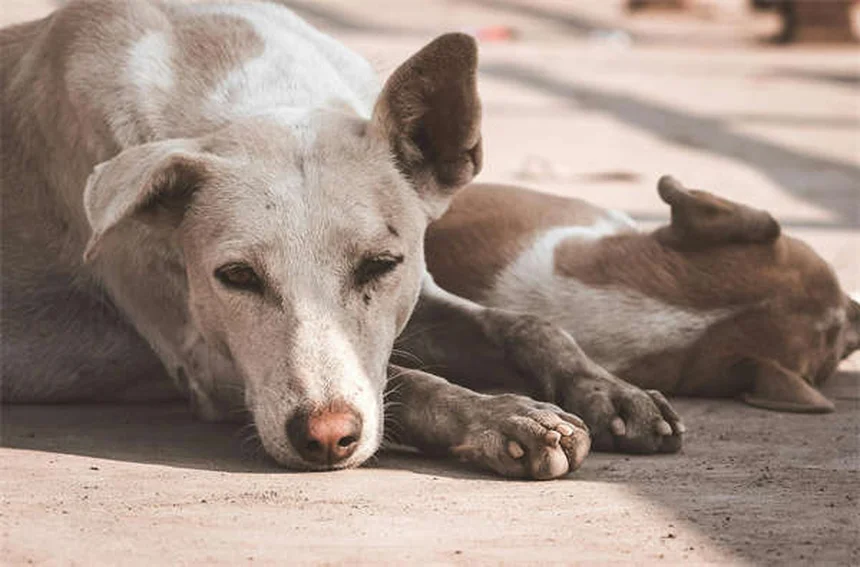 Amantadina para perros: alivio del dolor crónico en tu mascota