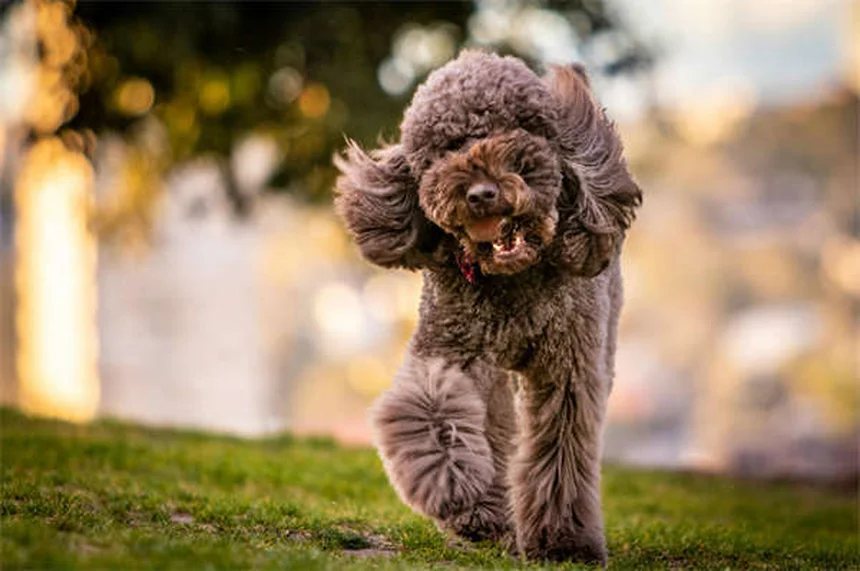 Coyotes y mascotas: 5 claves para proteger a tu perro o gato