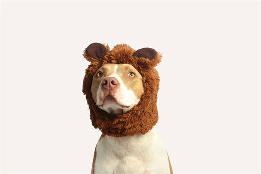 Consejos esenciales para llevar a tu perro a festivales con seguridad