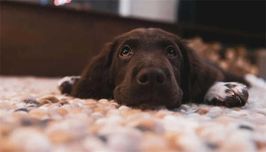 Trasplante fecal para perros: ¿la solución a la diarrea crónica?