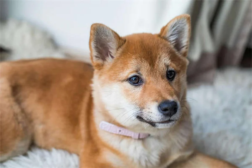 ¿Por qué las serpientes muerden a los perros? Causas y soluciones