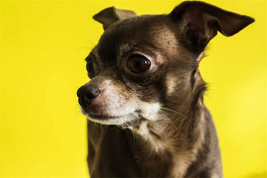 Entrenamiento canino positivo: 5 claves para educar a tu perro sin castigos