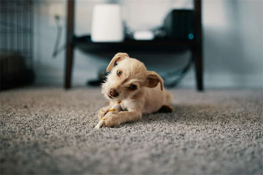 Lure Coursing para perros: ¡Descubre este emocionante deporte canino!