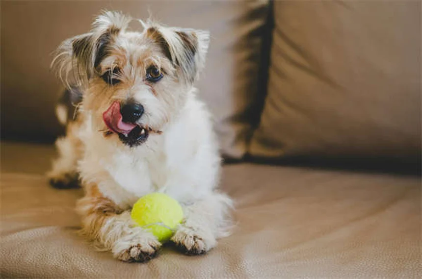 Edema en perros: causas, síntomas y tratamiento efectivo