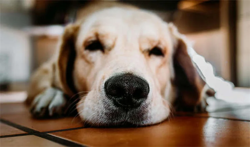 Caspa en perros: causas y soluciones efectivas para eliminarla
