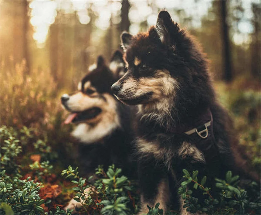 Ehrlichiosis en perros: síntomas, tratamiento y cómo prevenirla