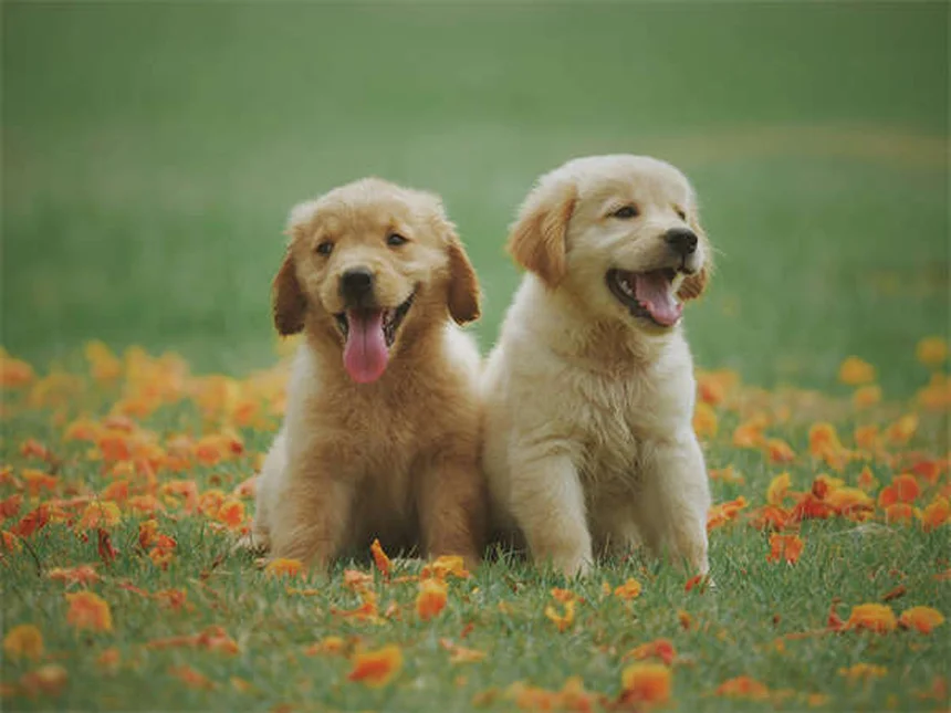 Carnitina para mascotas: ¿Realmente funciona? Descubre sus beneficios