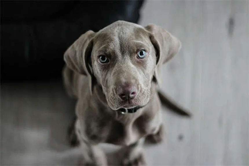 Espolones en perros: Todo lo que necesitas saber sobre estos "pulgares" caninos