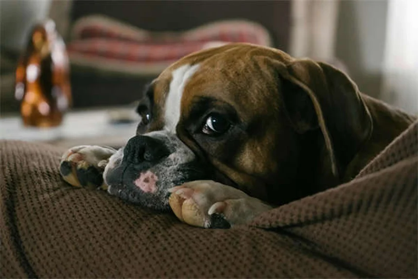 ¿Cuánto frío es demasiado para tu perro? Guía completa