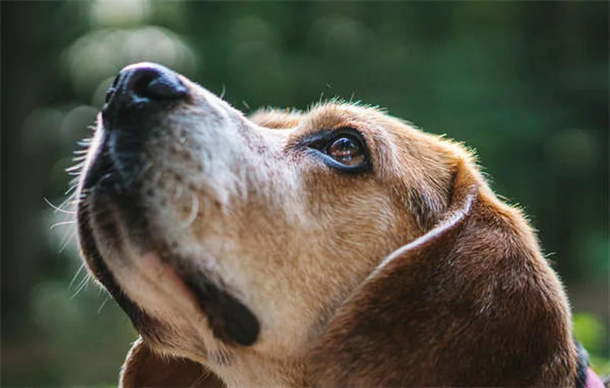 ¿Cuánto frío es demasiado para tu perro? Guía completa