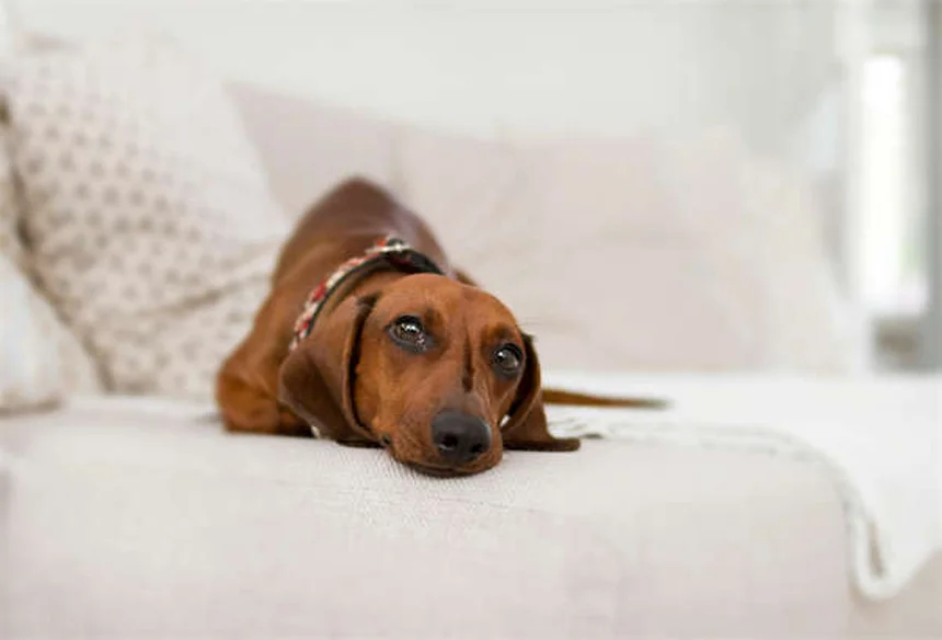 Benzodiacepinas en perros: síntomas de intoxicación y qué hacer