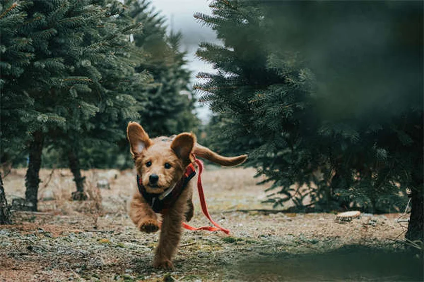 Zoomies en gatos: ¿Por qué tu minino corre como loco?
