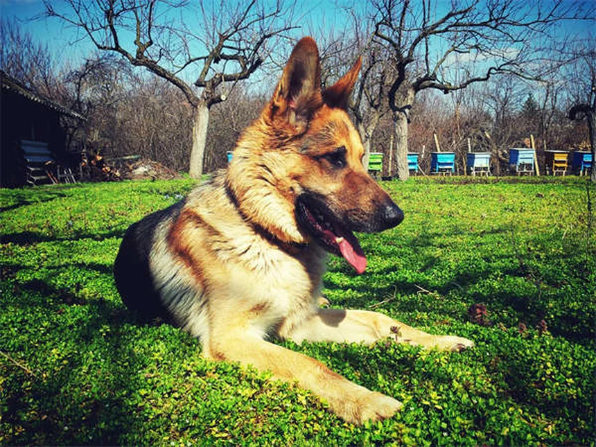 ¿Los perros tienen mejores amigos? Descubre cómo identificarlo