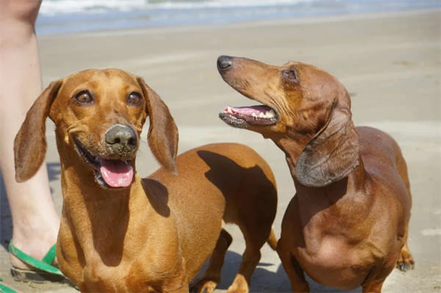 ¿Los perros tienen mejores amigos? Descubre cómo identificarlo
