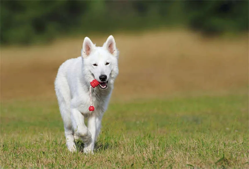 Cómo calmar a tu mascota durante una tormenta: 5 trucos infalibles