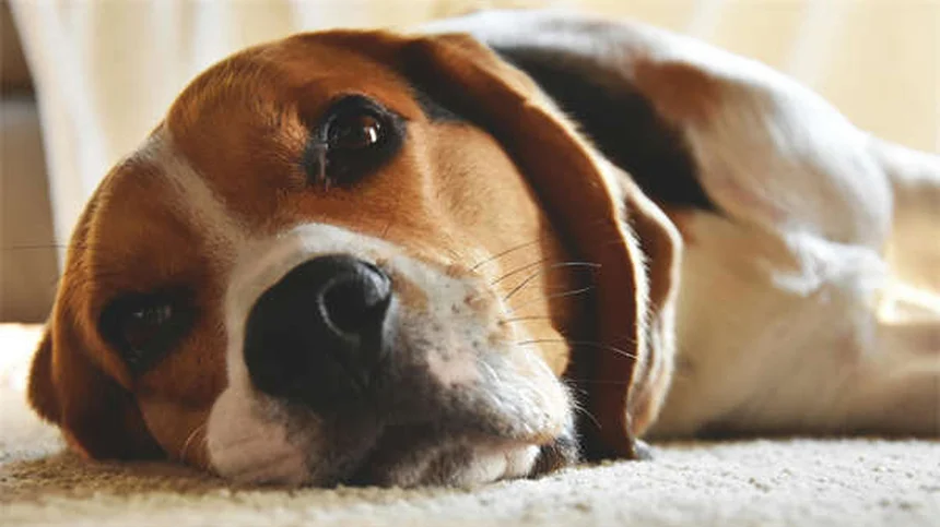Gatos sin pelo: 6 razas únicas y sus cuidados esenciales