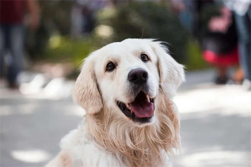 Redes sociales para adopción de mascotas: ¡Convierte tu like en un hogar!