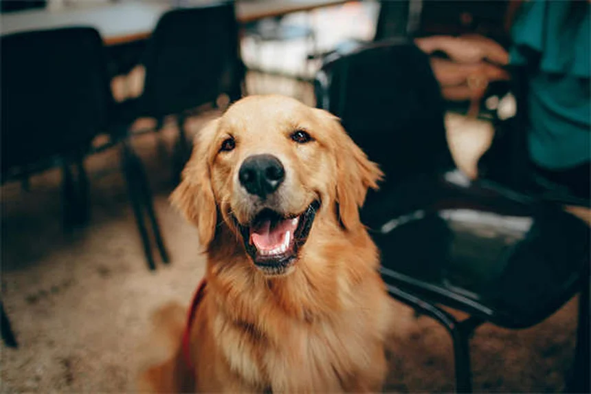 Mascotas y salud mental: 5 beneficios científicamente comprobados