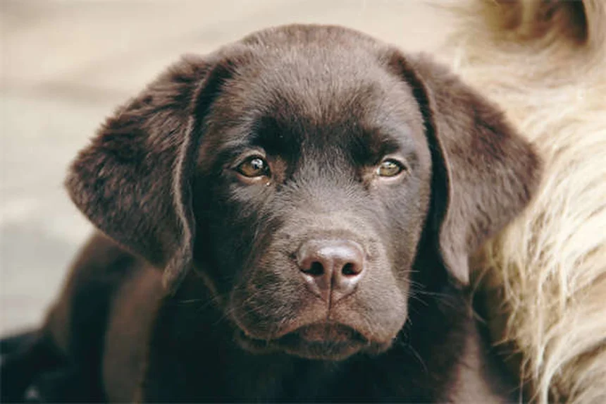 7 errores que destruyen el espíritu de tu perro sin que lo sepas