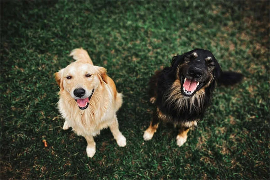 7 errores que destruyen el espíritu de tu perro sin que lo sepas