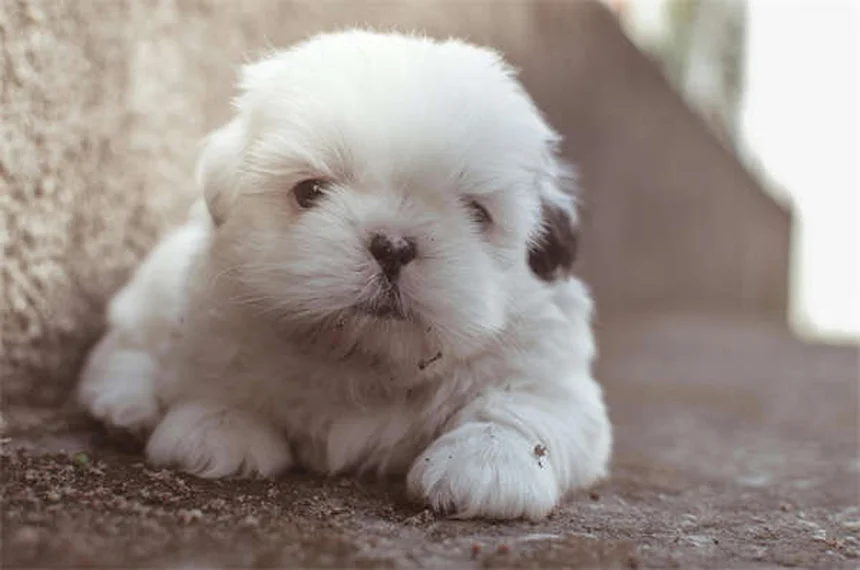 6 Trucos Infalibles para Hacer que tu Perro Mayor se Sienta Joven