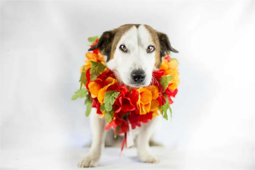 6 Trucos Infalibles para Hacer que tu Perro Mayor se Sienta Joven