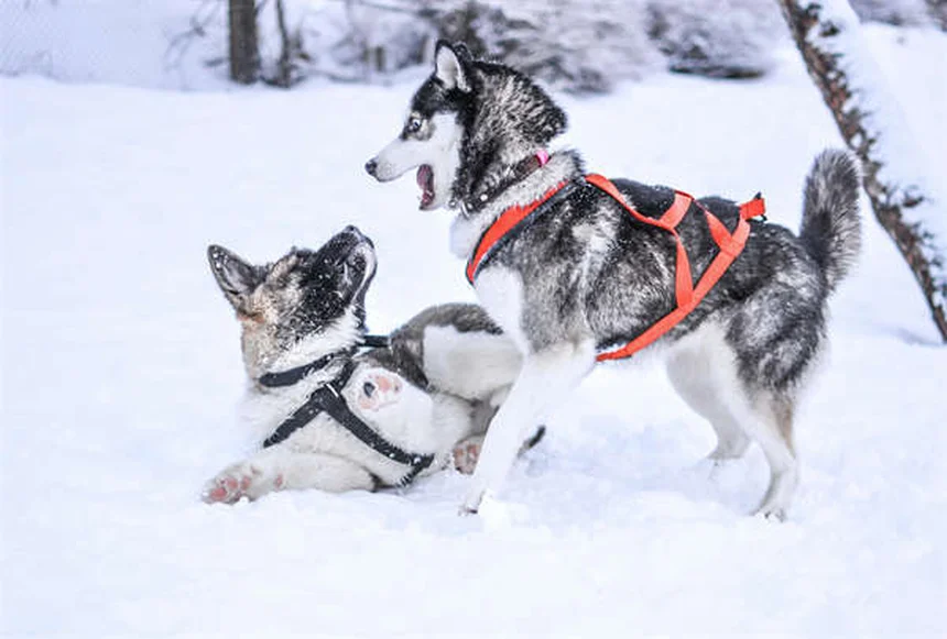 ¿Qué hacer si tu perro se pierde? Guía completa para encontrarlo