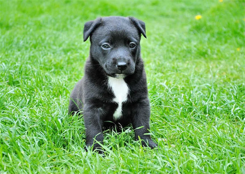 Medicamentos esenciales para perros: Guía completa para su salud