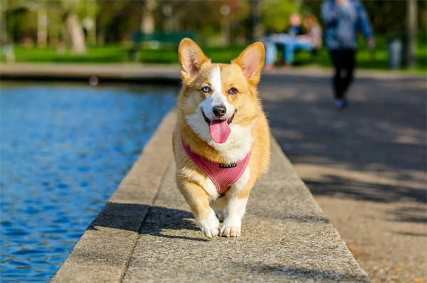 Medicamentos esenciales para perros: Guía completa para su salud