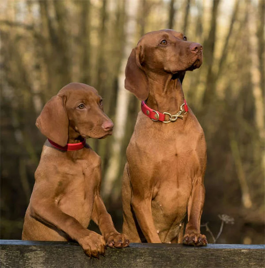 Champú antipulgas para perros: Guía definitiva para eliminar parásitos