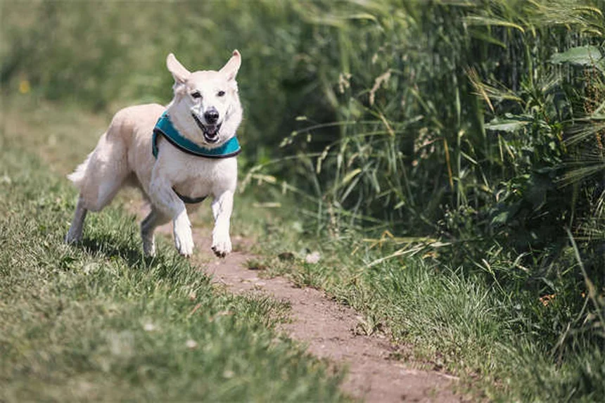 Mirtazapina para perros: Guía completa sobre el estimulante del apetito