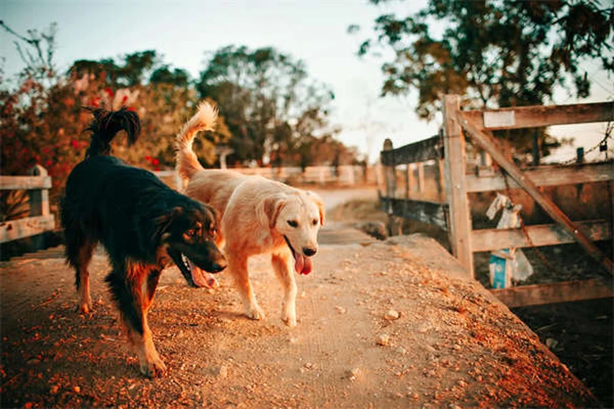 Mirtazapina para perros: Guía completa sobre el estimulante del apetito