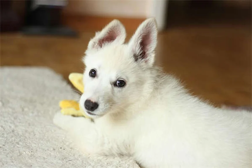 Mirtazapina para perros: Guía completa sobre el estimulante del apetito